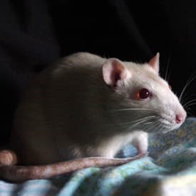 Can Animals Become Addicted to Drugs? Addiction in Animals in the laboratory and in natural settings
