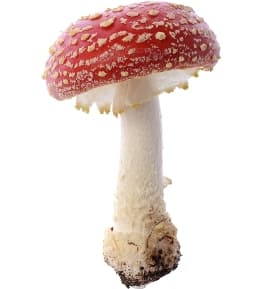 13 weird and Unusual Drugs of Abuse