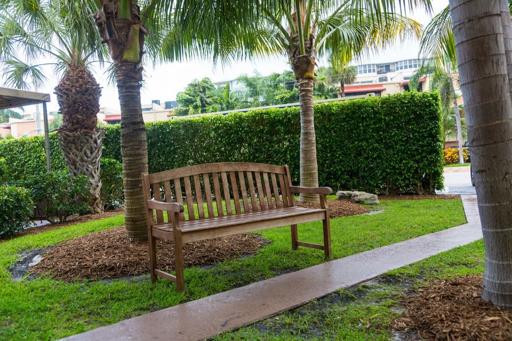 Wood bench along sidewalk in front of hedges and palm trees.